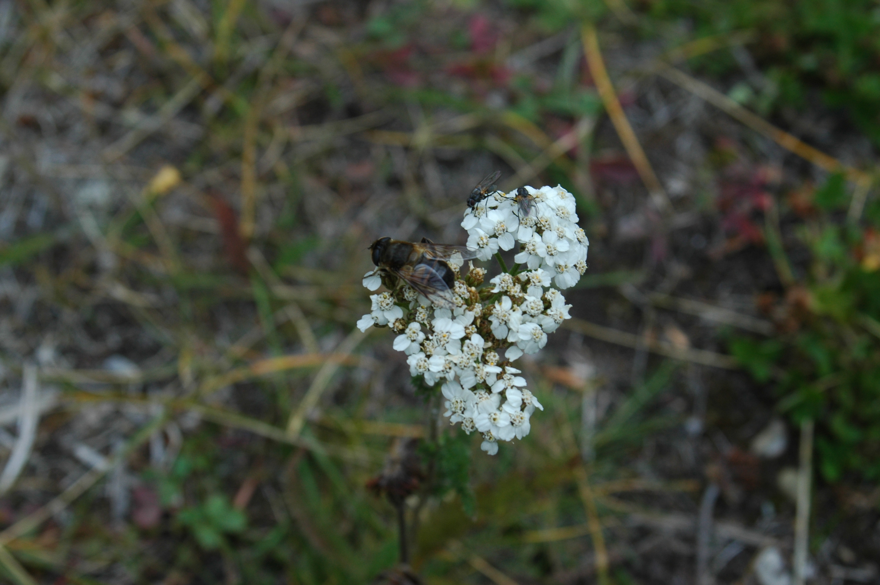 photos/wildlife/Invertebrate_Species/Canada/Canada 2007 1168.jpg